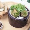 Succulent Flower Pot UV Resin Concrete Cement Silicone Mold Home Decor Clay Molds Casting Mould
