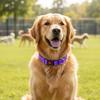 Safety Buckle Reflective Dog Collar Adjustable No Pull Training Collars  Small and Medium Dog