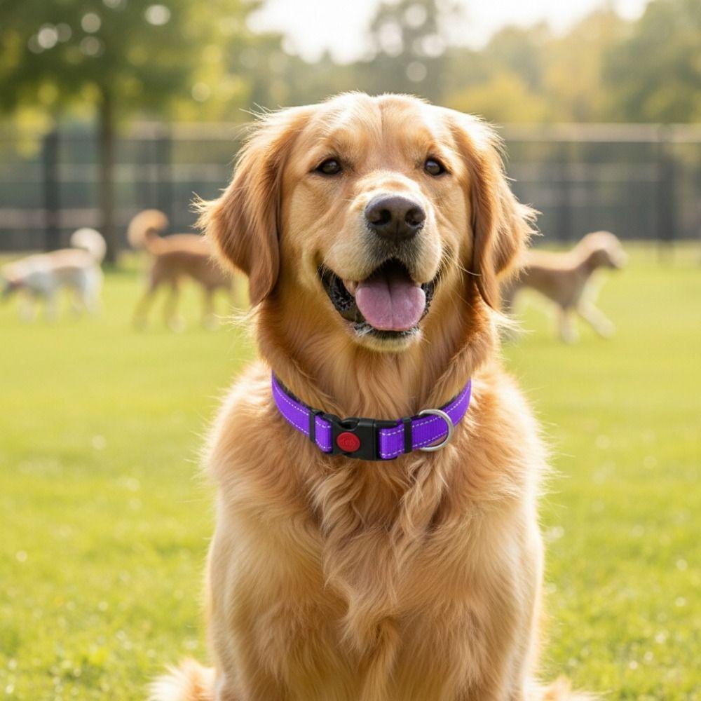 Safety Buckle Reflective Dog Collar Adjustable No Pull Training Collars Small and Medium Dog