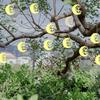 10pcs Wooden Moon and Star, Eid Decorations, Gurbani Festival Decorations, Wooden Gift Packaging Tags, DIY Crafts, Handicrafts