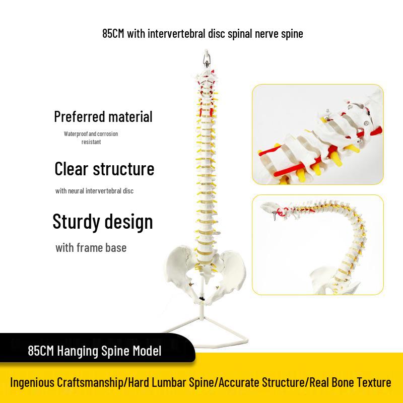 Adult 1:1 Human Spine Model for Chiropractic Practice - Cervical, Lumbar, and Skeleton Display