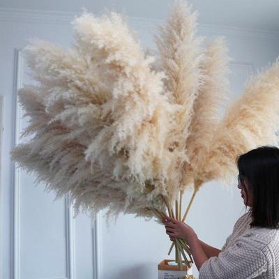110cm Tall and Fluffy Large Pampas Grass for Elegant Home Decoration Garden and Boho Wedding Bouquets