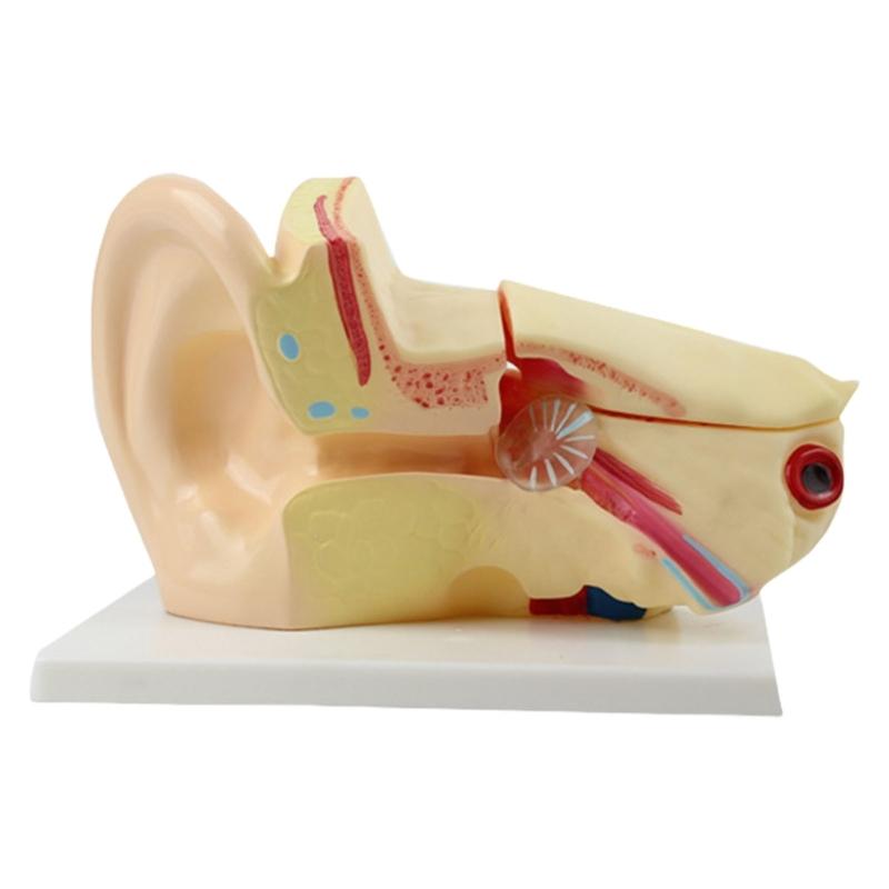 Human Ear Structure Anatomy Model Life Size Anatomical Human Inner Ear Model for Teaching Research Clinical Settings 1