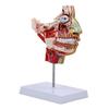 Onderwijsmodel Menselijke Gezichtsbehandeling Vasculair Zenuw Bloedvaten Model Medische Hulp Menselijk Anatomisch Model