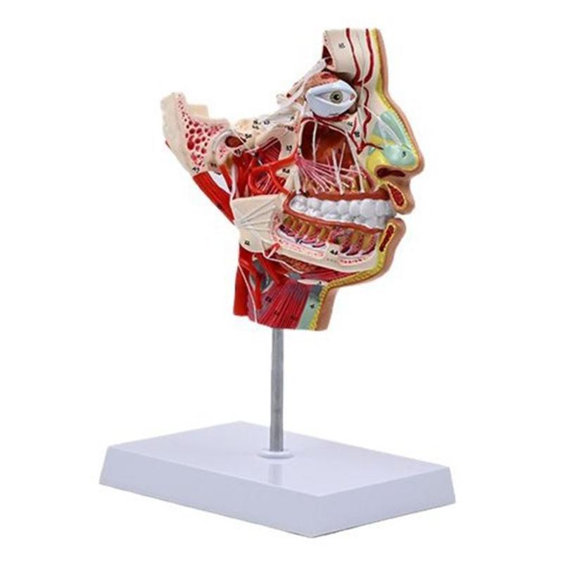 Teaching Model Human Chop-facials Vascular Nerve Blood Vessels Model Medicals Aid Human Anatomical Model 1