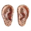 Human Ear Acupoint Auricular Model Highly Simulated Practice Teaching Aid for Learning