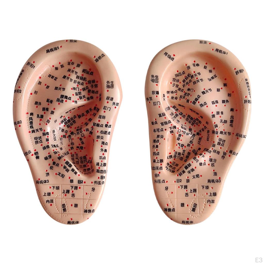 Human Ear Acupoint Auricular Model Highly Simulated Practice Teaching Aid for Learning