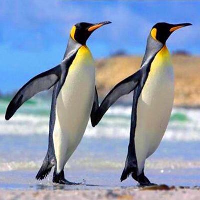 5D diamantová malba Penguin Family Full Drill kulatý diamantový vyšívací křížový steh