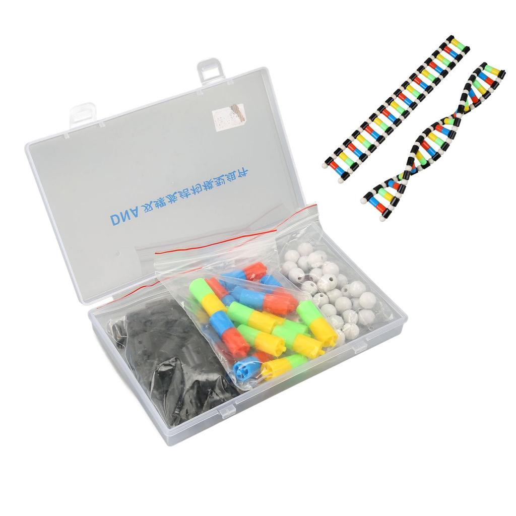DNA model Double helix structure model DNA model Biological science popularization DNA assembly teaching materials