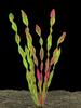 5 Pcs Artificial Seaweed Water Plants for Aquarium Plastic Fish Tank Plant Decorations Artificial Fish Tank Ornament Grass