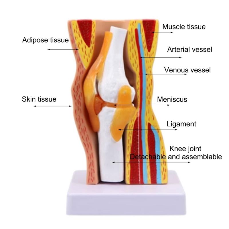 Model ludzkiego stawu kolanowego Model więzadeł stawu kolanowego Szkielet Mięśnie Anatomia Model Narzędzie do nauczania szkolnego na lekcję przyrody