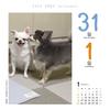 Hunde Kalender 2026 Tagesnachfüllung, Kalender, CK-D26-02