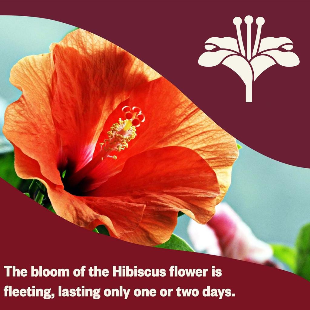 Luoshen flower tea bag, decaffeinated herbal tea bag, rich in antioxidants, tea lovers' gift, antioxidant rich mixture