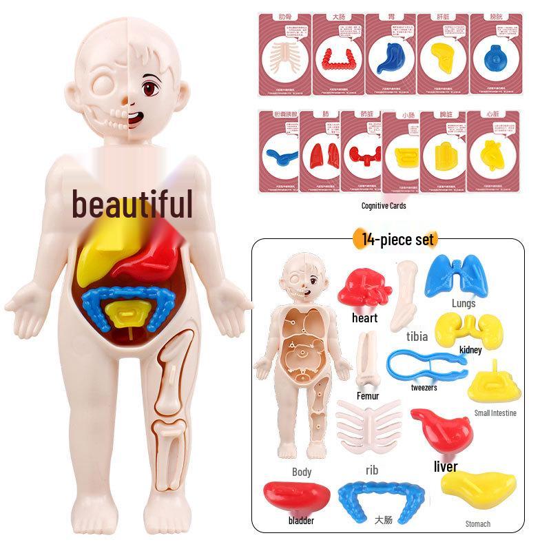 DIY Simulation Human Skeleton Model Teaching Aid for Science Education