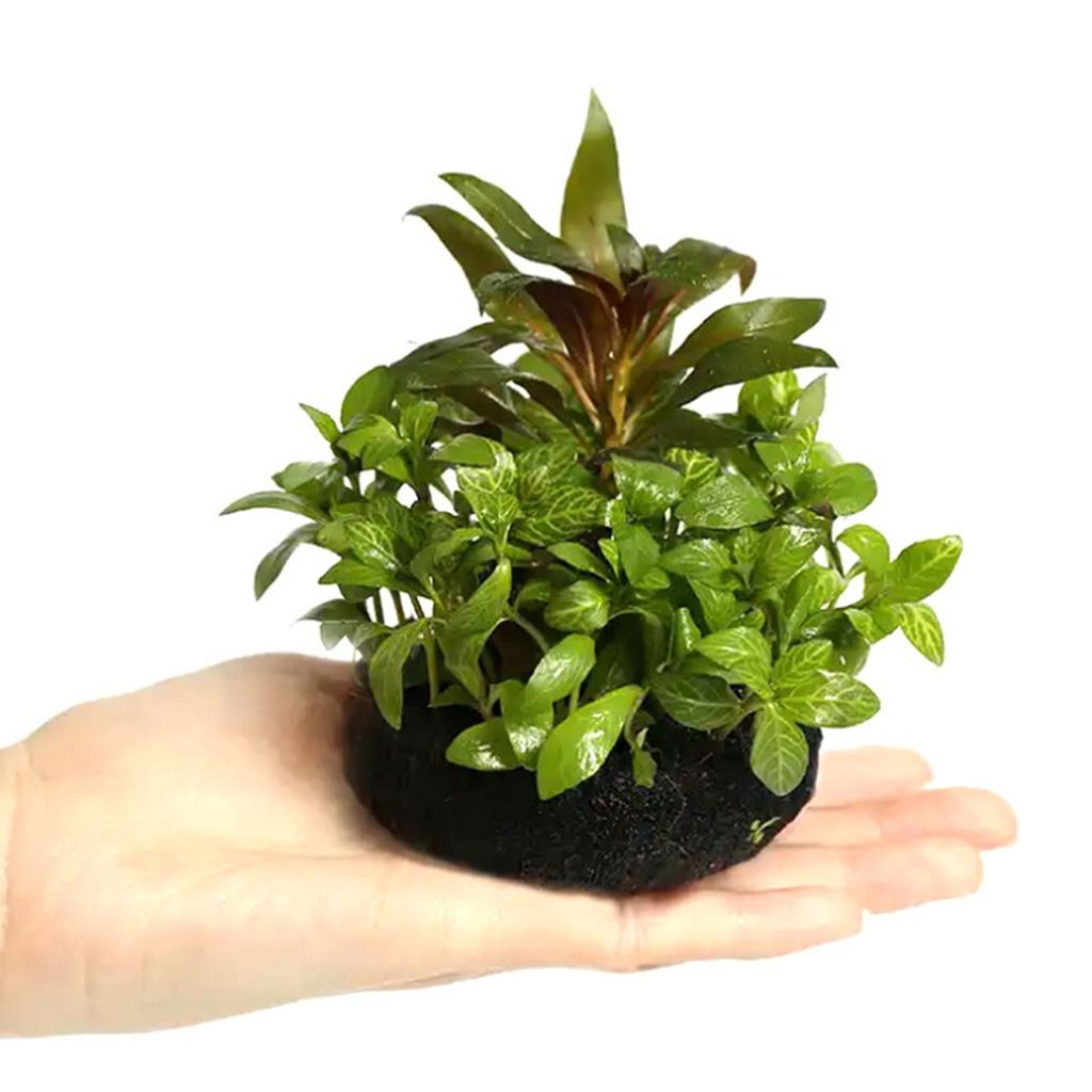 Sichere Aquarien Pflanzzucht Substrat Fördert Gesundes Wasserpflanzenwachstum für Verschiedene Größen Aquarienumgebung