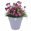 Plant pot Elho