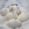 Squishy Cute Seal Squeeze Stress Relief Toy Soft Mochi Toy Cartoon Slow Rebound Decompression Fidget Toys For Kids Gifts