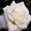5D DIY Diamond Painting Rose Flower Diamond Embroidery Fresh Flowers Cross Stitch Full Round Drill Manual Home Decor Gift