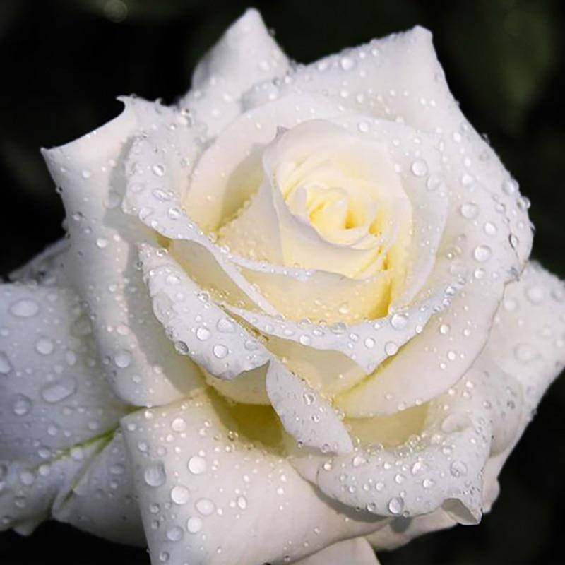 5D DIY Diamond Painting Rose Flower Diamond Embroidery Fresh Flowers Cross Stitch Full Round Drill Manual Home Decor Gift