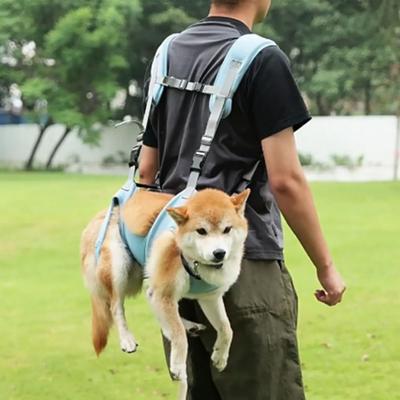 Honden – Halsbanden en hondenriemen