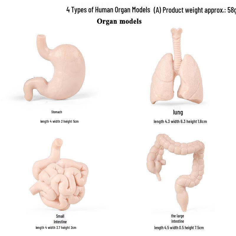 Montessori Human Organs Educational Model: Brain, Heart, Lungs, Kidneys, Liver, & Gastrointestinal Tract