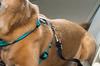 PetSafe 3-in-1 Dog Harness, Teal (Green), Size Medium