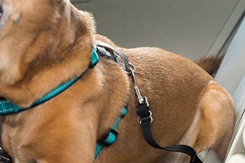 PetSafe 3-in-1 Dog Harness, Teal (Green), Size Medium