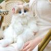 Ragdoll cat Plush Cat Doll Simulated Women Soft Plush Backpack Gifts Cat Backpack