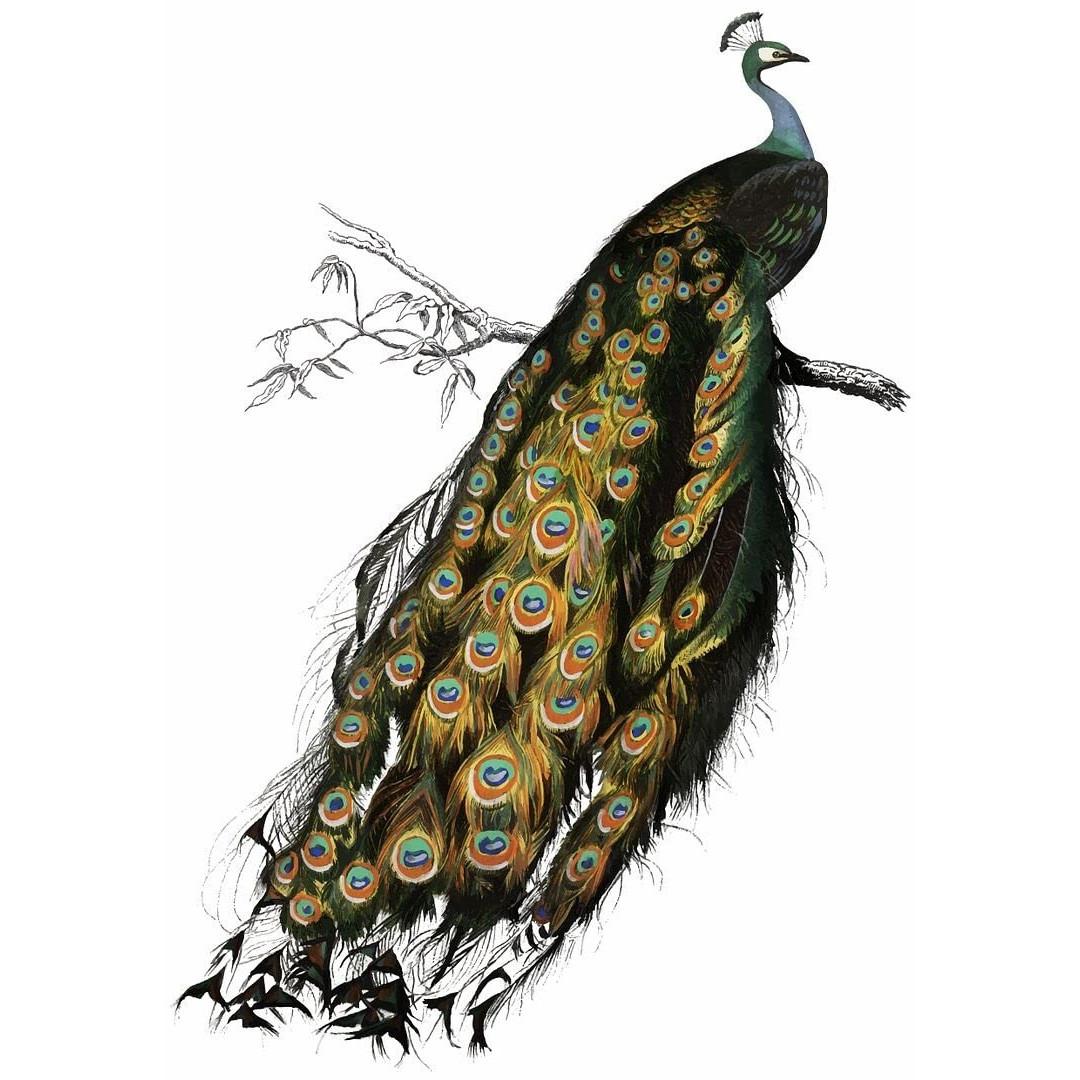 @ Beautiful Feathers Peacock Vinyl For Wall Sticker UKZQ256 50%off