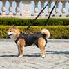 Dog Mobility Aid Harness With Reinforced Padding For Pet Dog Rehabilitation NonChoking Lift Slings for Elderly Pet Dog