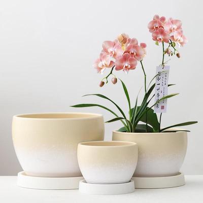 Large Ceramic Flower Pot with Tray for Tulips, Pothos, and Succulents
