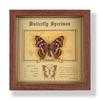 Real butterfly specimen photo frame, decorative painting, 3D ornament, handmade DIY, birthday gift, insect specimen