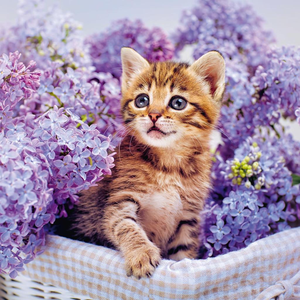 Calendar 2025-2026 Cute Kittens Wall Planner, Adorable Cat Organizer, 16-Month Hanging Schedule Sep 2025–Dec 2026, 12x12 in