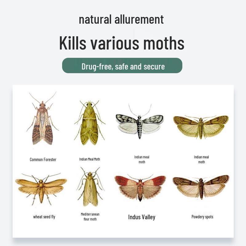 Home Moth Traps for Flour Moths, Clothes Moths, Fruit Flies, and Small Flying Insects - Insecticide-Free and Sticky