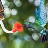 Hummingbird Feeder Tube And Stopper Single/Double Head Floral Tip Hummingbird Water Feeding Tube Replacement Parts for Making Your Own Birds Feeder