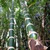 100 BAMBOO ARUNDINACEA SEEDS - FRESH SEEDS