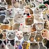 10/30/50pcs Funny MEME Cat Cartoon Graffiti Stickers Cute Animal Decals Kid Toy DIY Suitcase Stationery Phone Waterproof Sticker