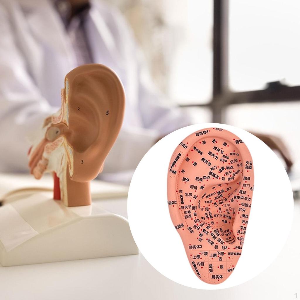Øreakupunkturmodell Aurikulær akupunkturpunkt Refleksologi Læringsutstilling