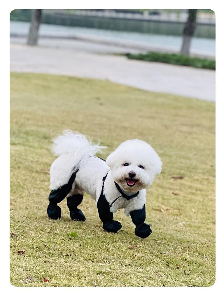 Čtyřsezónní voděodolné protiskluzové psí boty: Odolné boty pro domácí mazlíčky pro venkovní použití