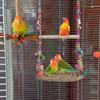 Bird Swings For Parakeets Bird Toys Wooden Perch Swings Seagrass Woven Hammock Chew Toys Cockatiel Cage Accessories For Parrot