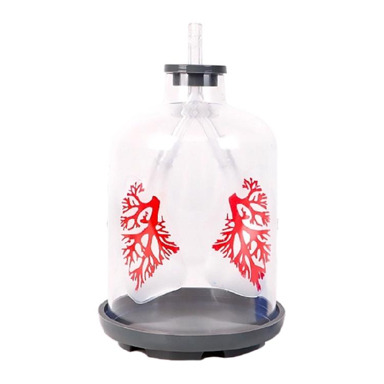 Biology Teaching Aid Demonstrating Diaphragm Action And Gas Exchange In Respiratory Large Size For Clear Instruction