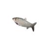 Mossambica Simulation Fish Plush Toys Tilapia Fish Anime Pillow Dolls  Kids Gifts