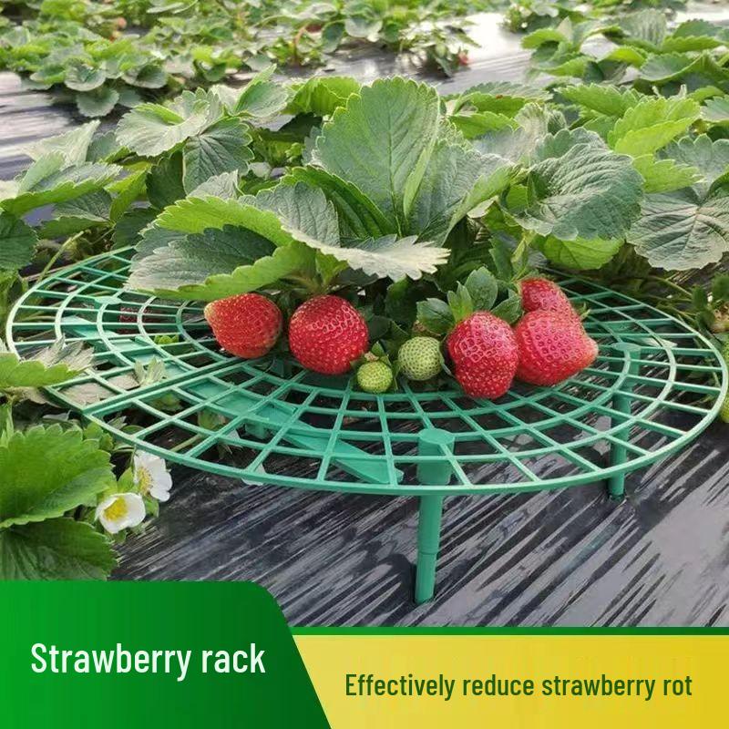 Strawberry Planting Tray Stand - Anti-Rot Fruit Support for Home Horticulture