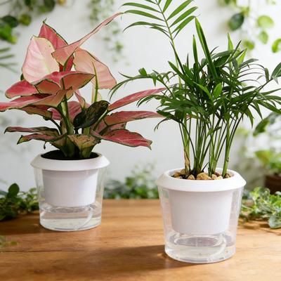 Macetas Autorriego para Plantas de Interior Macetero con Depósito Plástico Transparente Maceta Redonda para Flores con Cuerdas de Mecha para Suculentas Hierbas Flores Oficina Hogar