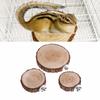 Round Wooden Parrot Jump Station Board Natural Wood Platform Stand Rack for Bird Cage Hamster Gerbil Rat Small Animal Habitat
