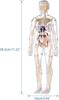 YoXinKau Human Anatomy Model Toy, Kids' Toy, Human Anatomy Model with Removable Internal Organs, Anatomy Model Set for Kids, Educational Aid, Assembly