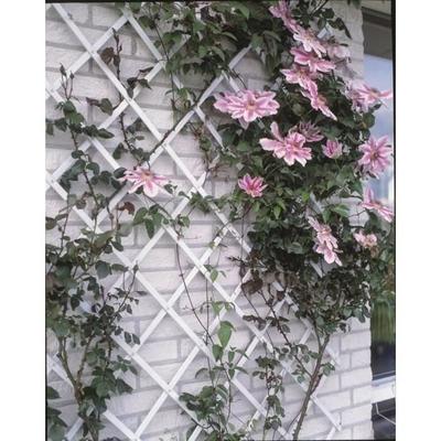Green Plastic Extendable Trellis - NATURE - 100x200cm - Profile 23x7 Mm - Fixing Set