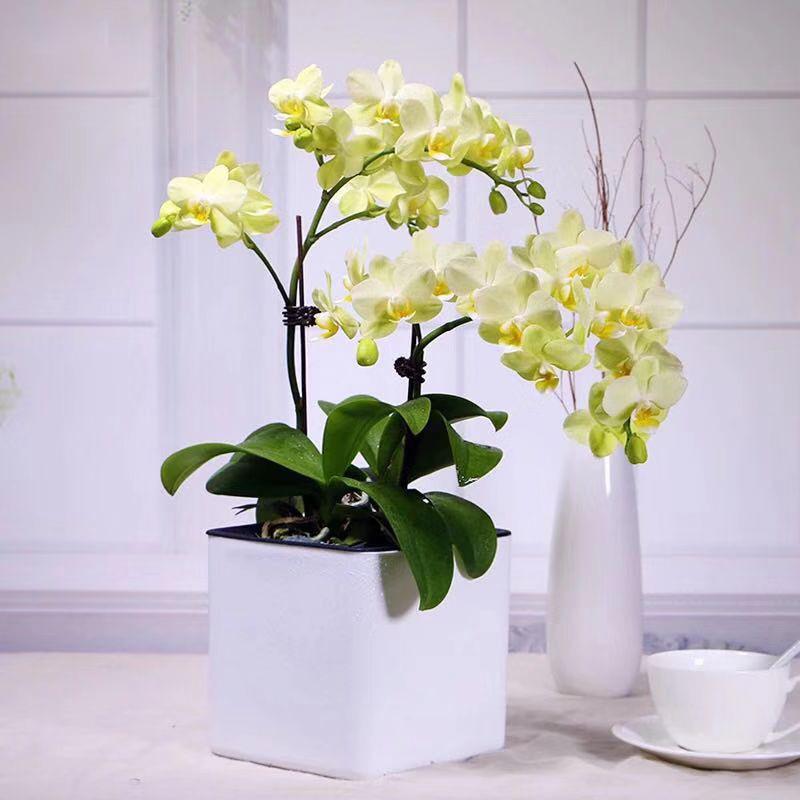 Square Plastic Desktop Flower Pot for Home and Office Gardening