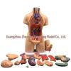 55CM Human Anatomy Hermaphrodite Torso Model with 19 Removable Parts