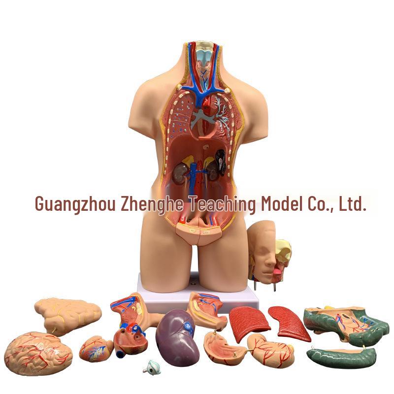 55CM Human Anatomy Hermaphrodite Torso Model with 19 Removable Parts